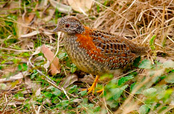 Torillo andaluz