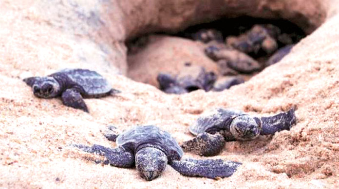 Tortugas playa de Versova