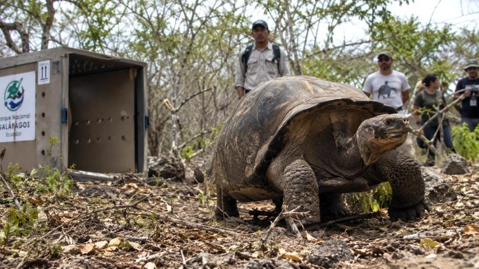 Representación de la reintroducción de tortugas gigantes en la isla Floreana, en Galápagos