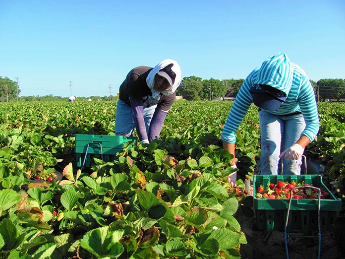 Trabajadores agrícolas