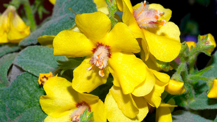 Verbascum faurei