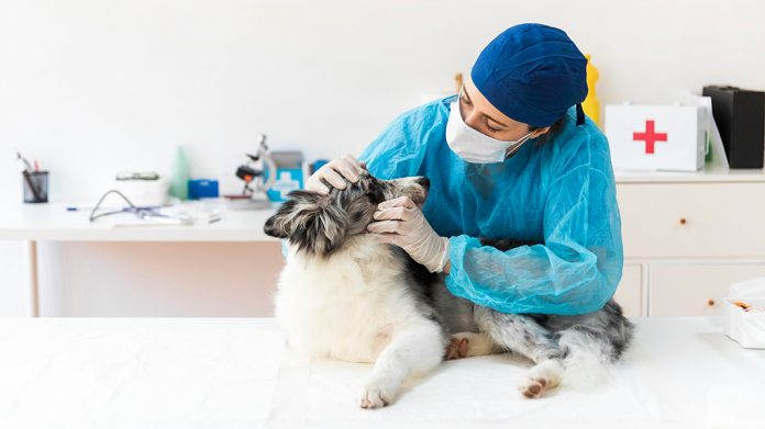 veterinaria examinando a un perro