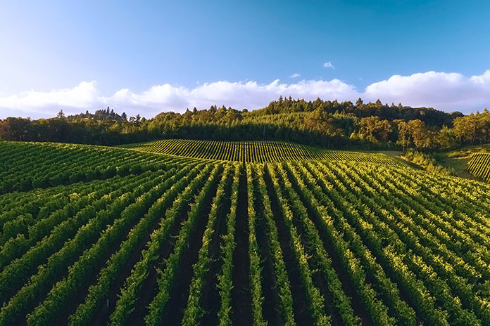 Viñas de vino blanco