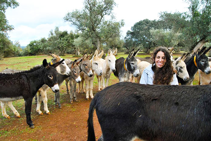 Visita guiada con los 76 burros y mulos rescatados del Refugio el Burrito