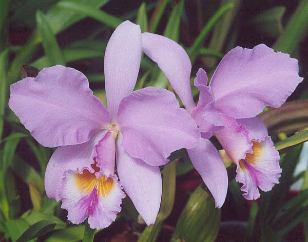 Orquídea del Waraira Repano