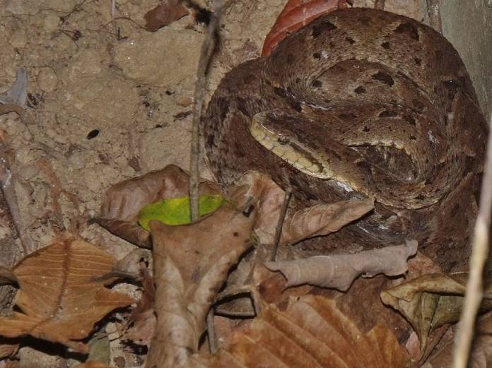 Tigra mariposa, serpiente del Waraira Repano