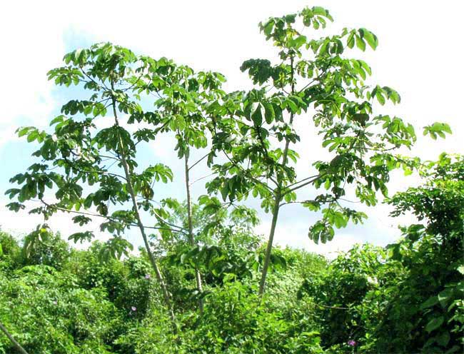Yagrumo, vegetación del Waraira Repano