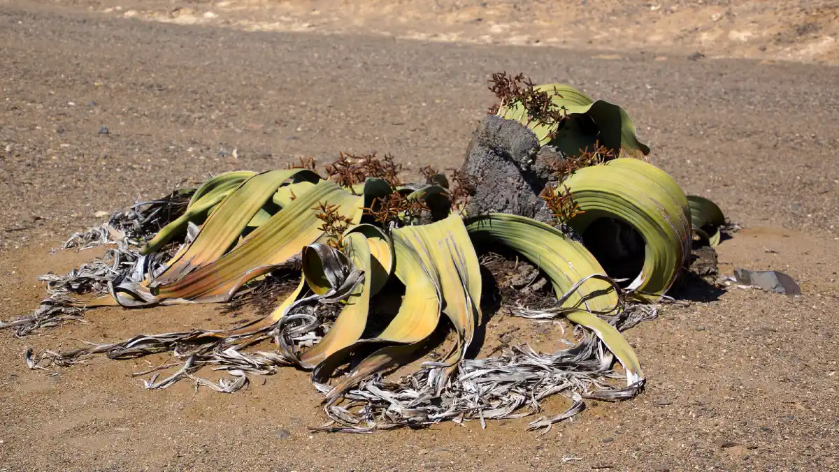 La Welwitschia mirabilis: origen, hábitat, características y adaptaciones de la planta que puede vivir más de 1.000 años