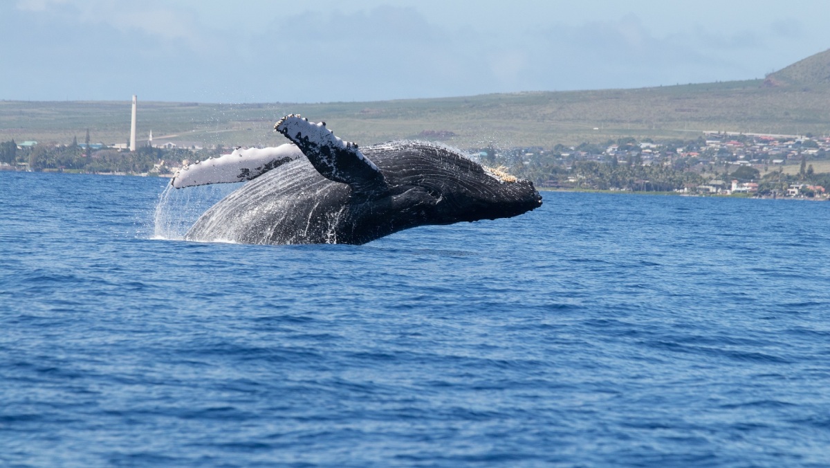 Investigadores de la Administración Nacional Oceánica y Atmosférica informan sobre un aumento en la población de ballenas grises en la costa oeste de EE. UU