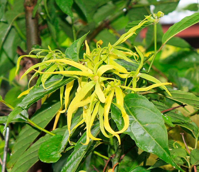 Incienso de ylang-ylang