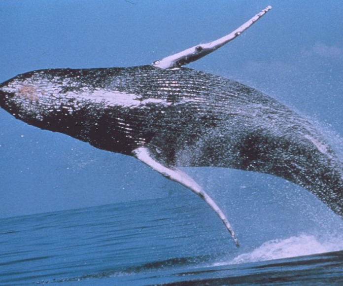 ¿Qué les está pasando a ballenas jorobadas para actuar así?
