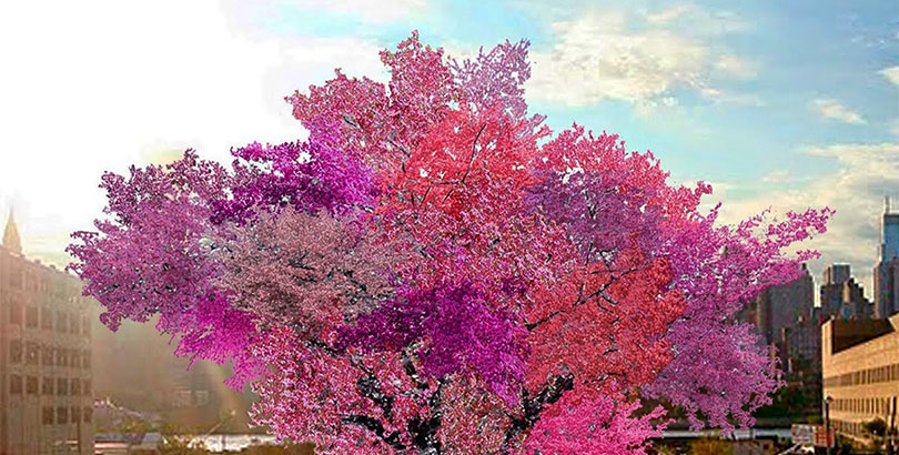 Los 22 árboles coloridos más bonitos del mundo - CUE Arquitectos y abogados